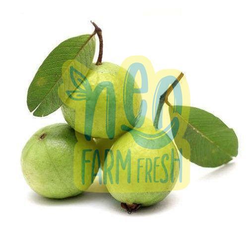 High Nutrition Rich Sweet Taste Healthy Green Fresh Guava