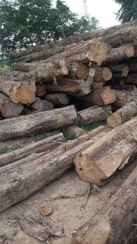1 to 5 Feet Raw Wood Logs for Fore Fire works and Construction
