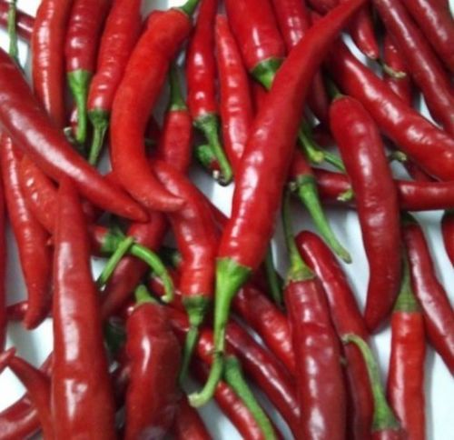 Solid A Grade 100% Fresh Hot Taste Spicy Red Chillies 1Kg For Food And Pickles