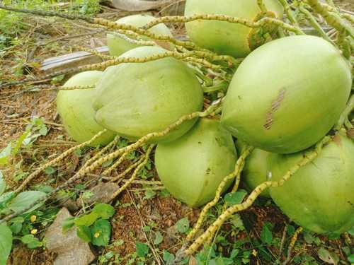 A Grade 100% Matured and Pure Whole Green Hybrid Tender Coconut
