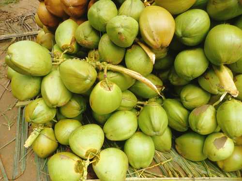 A Grade Green Pollachi Tender Coconut - Nariyal Paanee, 2kg Weight