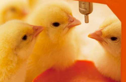Fresh Yellow Color Poultry Chicks
