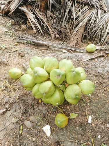 हरा रंग प्राकृतिक ताजा साबुत कोमल पानी नारियल का मध्यम आकार