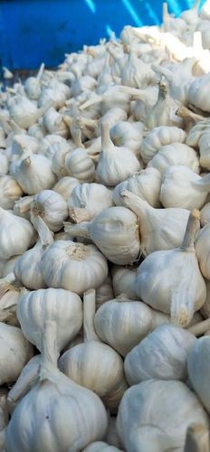 A Grade Rich Minerals Hygienically Cultivated Indian Fresh Garlic For Cooking Moisture (%): 64.37%