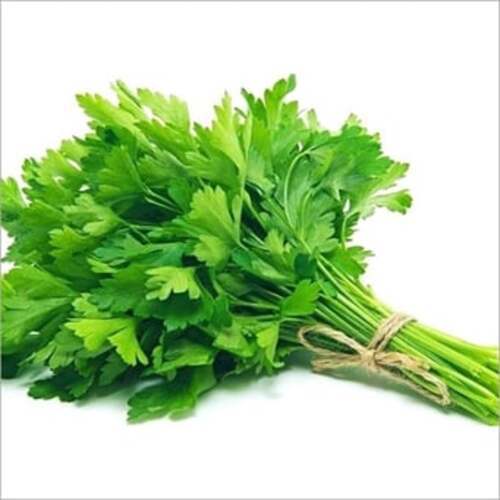 Aromatic Fragrance Healthy Organic Green Fresh Coriander Leaves