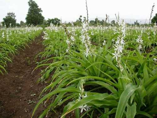 Fresh Brown Safed Musli Used For Arthritis, Cancer, Diabetes And Boosting Vitality