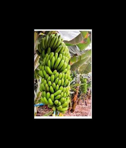 Good Taste and Healthy Natural Style Fresh Raw Green Banana 