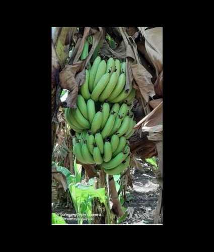 Healthy and Nutritious Fresh Naturally 90% Mature Cavendish Green Banana