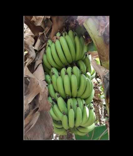 Healthy And Nutritious Fresh Sweet Green Banana For Good Health