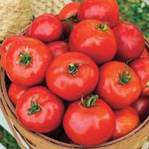 Maturity 100 Percent Healthy Natural Rich Taste Hybrid Organic Tomato