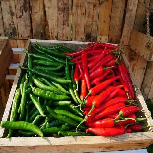 100% Natural Green And Red Chili