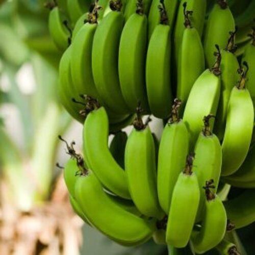 Organic 100% Purity Green Banana