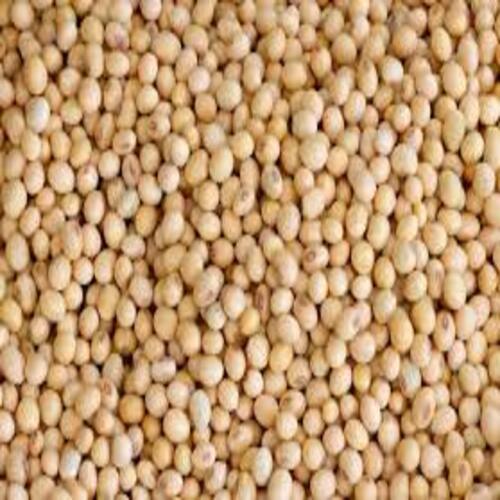 Rich Protien Low In Saturated Fat Natural Taste Organic Hybrid Soybean Seeds