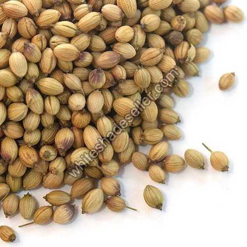 Fssai Certified Sun Dried Raw Cooking Organic Coriander Seeds