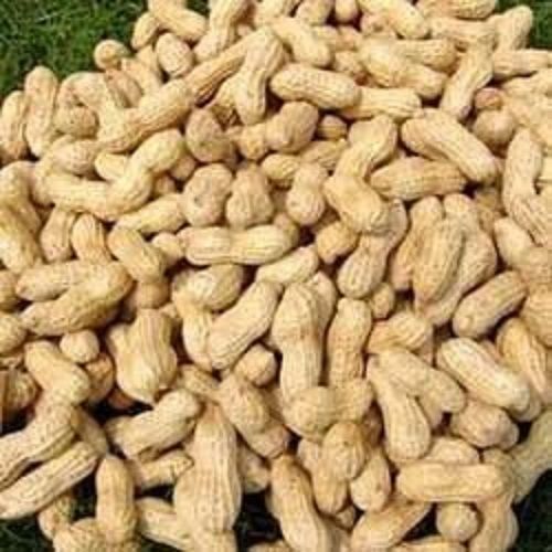 Fine Rich Tate Healthy Long Shelf Life Hps Shelled Groundnuts