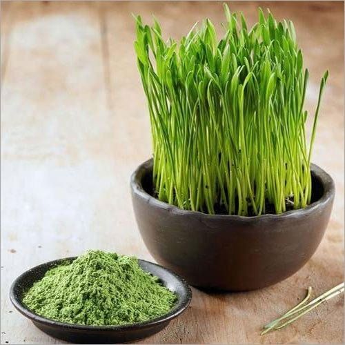 wheatgrass powder