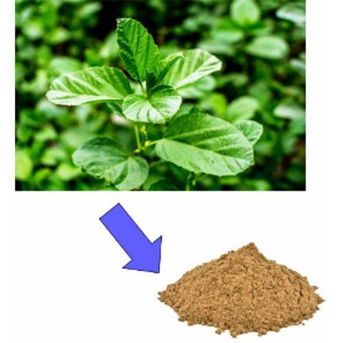 Organic Anti Dandruff Psoralea Corylifolia (Bakuchi )Seed Extract Dry Powder