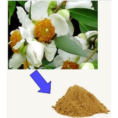 Herbal Product Organic Nagakesara Mesua Ferrea Linn Flower Extract Dry Powder (Ratio-9:1)