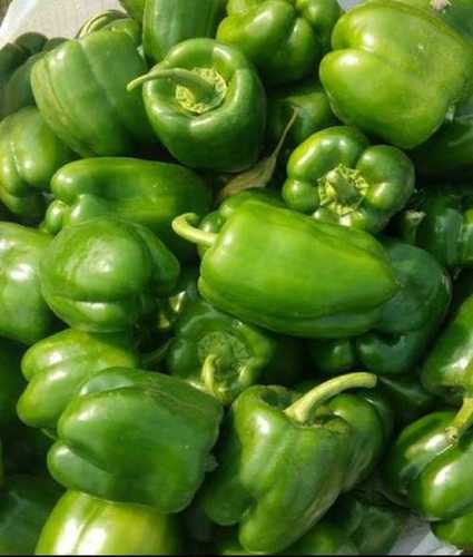 100% Pure A Grade Cooking Fresh Green Capsicum, Moisture 18%