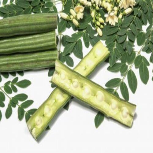 Maturity 100 Percent Pesticide Free Healthy Natural Taste Green Fresh Drumstick