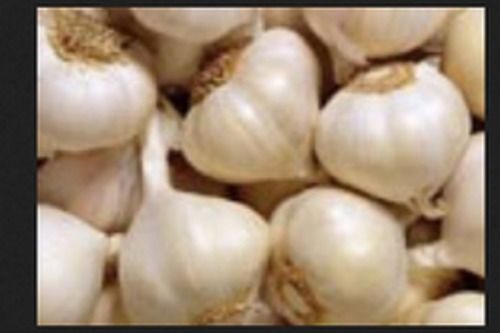 White A Garde 100% Pure And Fresh Indian Dried Whole Garlic For Cooking With Pesticide Free 