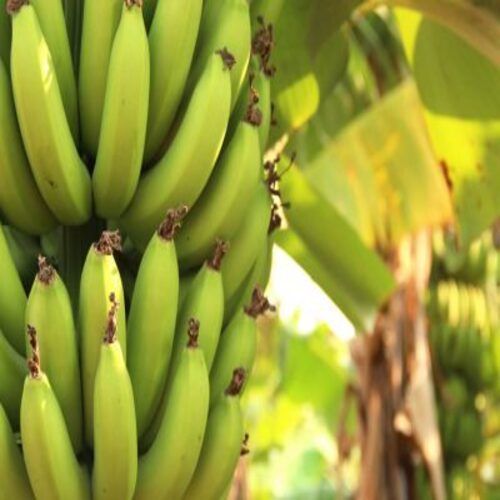 Absolutely Delicious Rich Natural Taste Healthy Organic Green Fresh Banana Origin: India