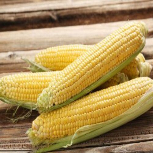 Dietary Fiber 2.7G 10 Percent Fine Natural Rich Taste Healthy Organic Yellow Sweet Corn Size: Standard