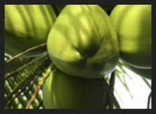 Semi-Husked Green A Grade 100% Pure And Fresh Organic Solid Semi Husked Large Tender Coconut