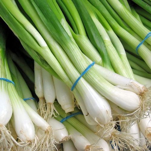 Maturity 99 Percent Rich Healthy Natural Taste Organic Fresh Spring Onion