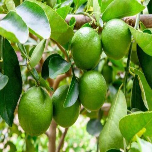 Organic Pesticide Free No Preservatives Natural Taste Healthy Green Fresh Sweet Lime