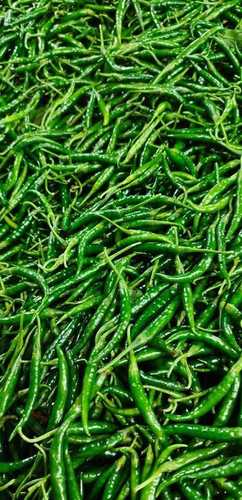 100% Pure Fresh And Spicy Raw Green Chilies for Cooking and Pickles