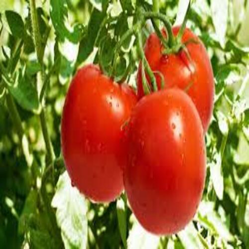 Mild Flavor Rich in Vitamin Healthy Natural Taste Red Fresh Tomato