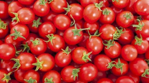 Rich Natural Taste Healthy Organic Red Fresh Tomato