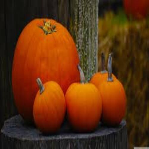 Round & Oval Rich Proteins And Vitamin Healthy Natural Taste Fresh Pumpkin