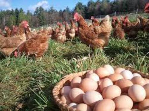 100% Organic And Farm Fresh Chicken Egg Contain Almost all Kinds of Essential Nutrient, 49 Gram Weight