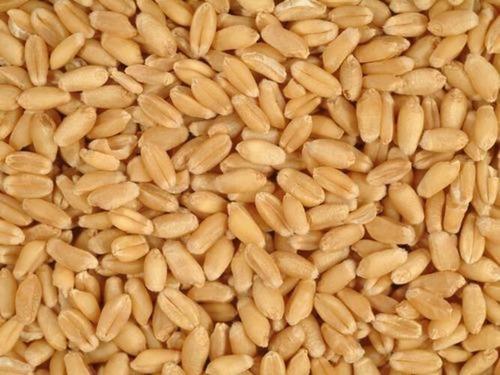 Dried Wheat Grain