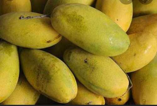 Glutinous Sweet Taste 100% Natural Fresh Oblong Shape Organic Totapuri Mango