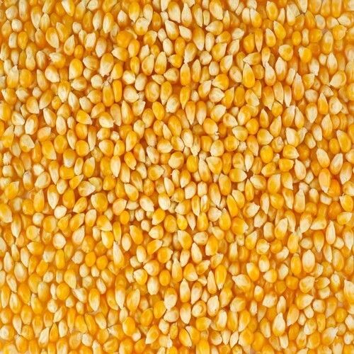 Moisture 13 Percent Healthy Natural Rich Delicious Taste Dried Yellow Maize