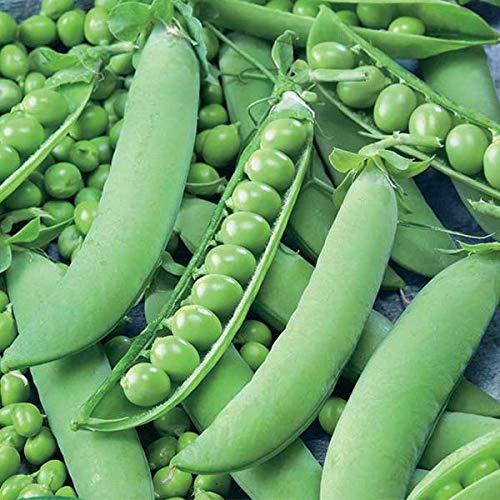 A Grade Natural Green Pea Seeds