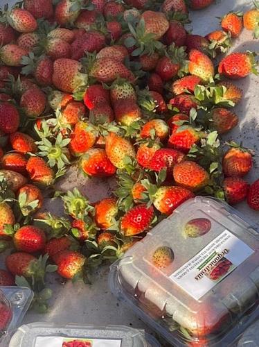 A Grade Organic Fresh Strawberry With 1 Week Shelf Life