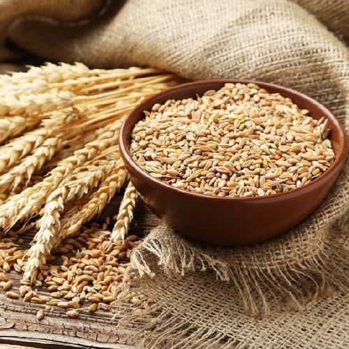 Energy 327 Calories Healthy Natural Rich Taste Dried Brown Organic Wheat Grain