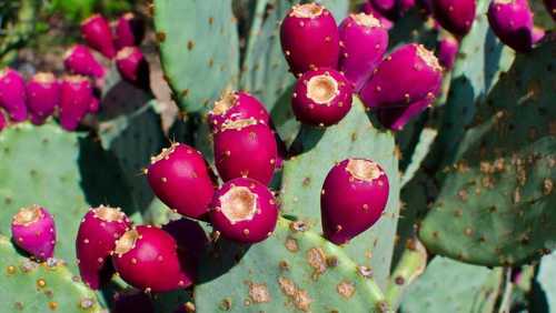 Human Consumption A Grade Common Red Fresh Prickly Pear Fruit
