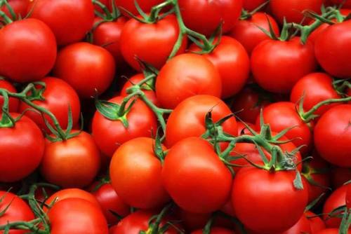 Mild Flavor Rich In Vitamin Healthy Natural Taste Red Fresh Tomato