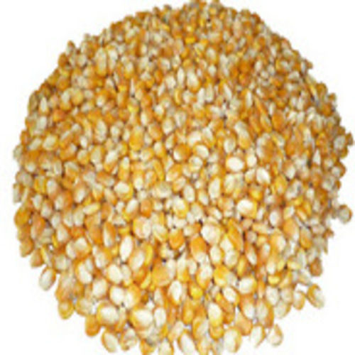 Moisture 11 Percent Natural Rich Fine Taste Dried Healthy Yellow Corn