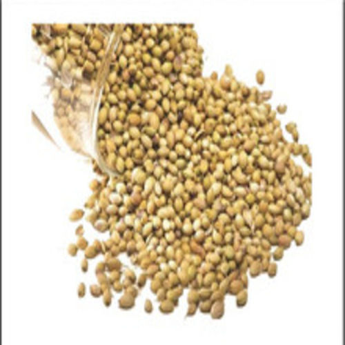 Moisture 12 Percent Fine Rich Natural Taste Healthy Dried Green Coriander Seed