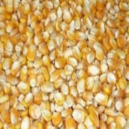 Moisture 13 Percent Natural Rich Fine Taste Dried Healthy Yellow Corn