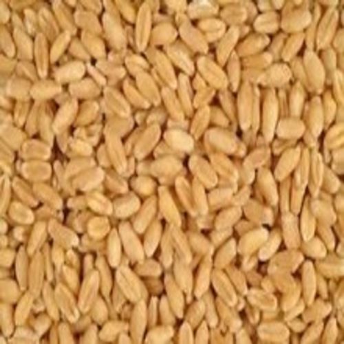 Rich Natural Delicious Taste Healthy Brown Wheat Seeds with Pack Size 50kg