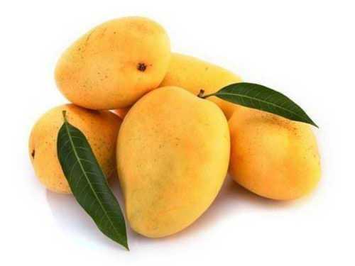 100% Purity Delicious Sweet Yellow Fresh Kesar Mango With 10 Kg Packaging