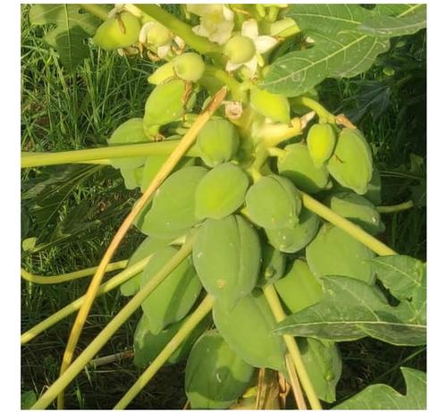 Coorg Green Breed Natural Papaya Green Plants With 5 To 10 M Size