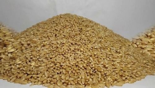 Export Quality White Winter Wheat, Pack Size 30kg, 50kg, 100kg For Human Consumption